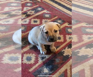 American Pit Bull Terrier-Unknown Mix Dogs for adoption in Ball Ground, GA, USA