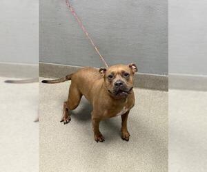 American Pit Bull Terrier-Unknown Mix Dogs for adoption in Las Vegas, NV, USA