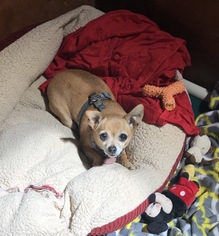 Chihuahua Dogs for adoption in Burlington, WA, USA