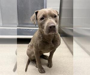 American Staffordshire Terrier-Labrador Retriever Mix Dogs for adoption in Grand Prairie, TX, USA