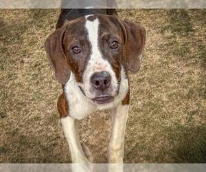 Plott Hound-Unknown Mix Dogs for adoption in Tallahassee, FL, USA