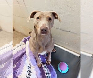 Unknown-Weimaraner Mix Dogs for adoption in Monticello, MS, USA