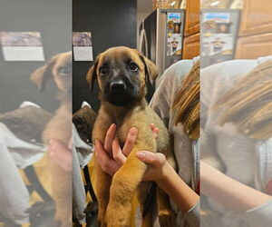 Boxer-German Shepherd Dog Mix Dogs for adoption in Aurora, IN, USA