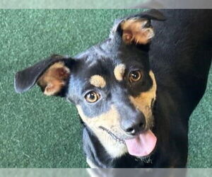 Dachshund Dogs for adoption in Redwood City, CA, USA