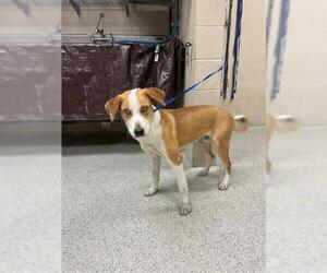 Labrador Retriever-Unknown Mix Dogs for adoption in Conroe, TX, USA