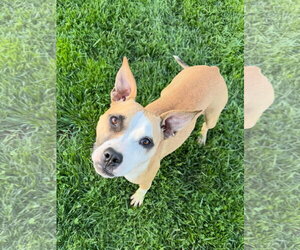 Chihuahua-Unknown Mix Dogs for adoption in Doylestown, PA, USA
