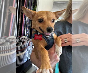 Chihuahua-Unknown Mix Dogs for adoption in San Diego, CA, USA