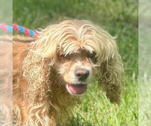 Cocker Spaniel-Unknown Mix Dogs for adoption in Yardley, PA, USA