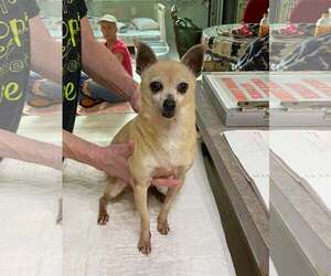 Chihuahua Dogs for adoption in Benton, LA, USA