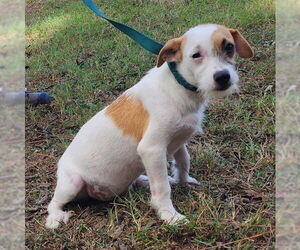 Mutt Dogs for adoption in Wetumpka, AL, USA