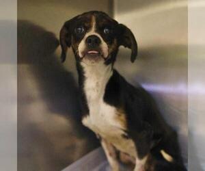 Chihuahua-Unknown Mix Dogs for adoption in San Antonio, TX, USA