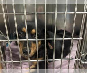 Beauceron-Unknown Mix Dogs for adoption in Waco, TX, USA