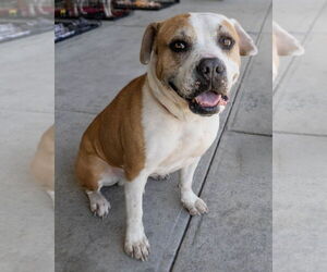 American Pit Bull Terrier Dogs for adoption in Wilmington, NC, USA