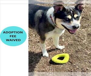 Mutt Dogs for adoption in Santa Cruz, CA, USA