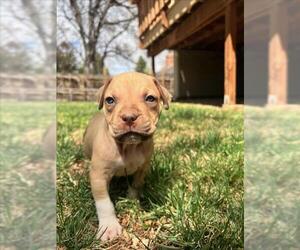 American Pit Bull Terrier-Labrador Retriever Mix Dogs for adoption in Fort Collins, CO, USA