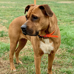 Boxador Dogs for adoption in Maryville, TN, USA