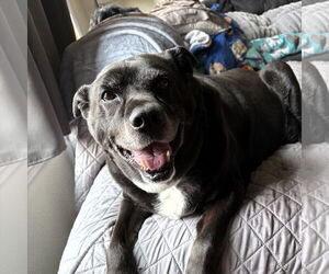 Labrador Retriever-Unknown Mix Dogs for adoption in Fargo, ND, USA