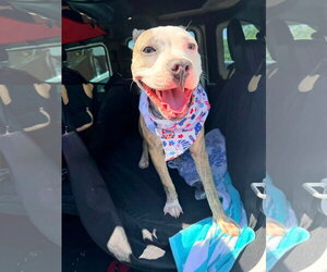 Bullboxer Pit Dogs for adoption in Germantown, OH, USA