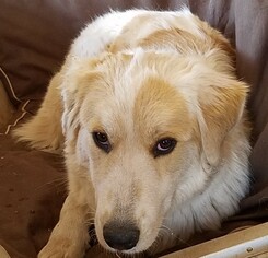 Small Great Pyrenees-Red Heeler Mix