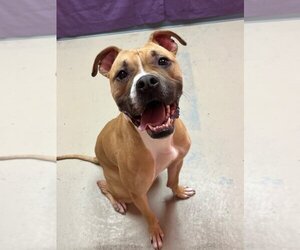 American Staffordshire Terrier-Boxer Mix Dogs for adoption in Bryant, AR, USA