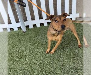 Mutt Dogs for adoption in Modesto, CA, USA