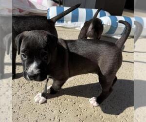 Chinese Shar-Pei-Unknown Mix Dogs for adoption in Camarillo, CA, USA