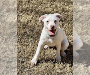 Bullypit Dogs for adoption in Woodstock , GA, USA