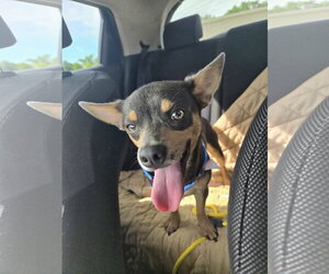 Miniature Pinscher Dogs for adoption in Belleuve, NE, USA