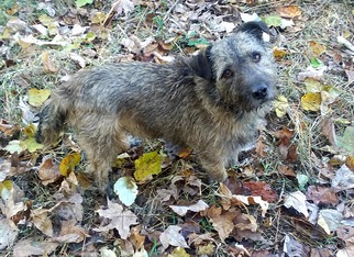Cairn Terrier-Unknown Mix Dogs for adoption in Scotts Hill, TN, USA
