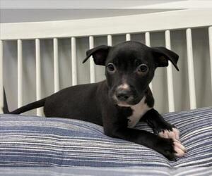 Plott Hound-Unknown Mix Dogs for adoption in Plano, TX, USA