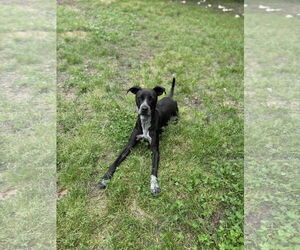 Mutt Dogs for adoption in Shreveport, LA, USA