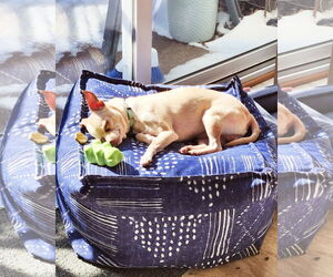 Chihuahua-Toy Fox Terrier Mix Dogs for adoption in Princeton, MN, USA
