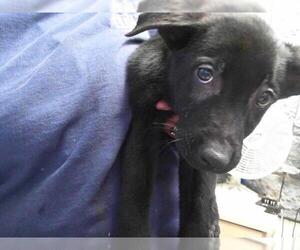 Shepradors Dogs for adoption in Tulsa, OK, USA