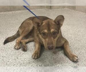 Shepradors Dogs for adoption in Conroe, TX, USA