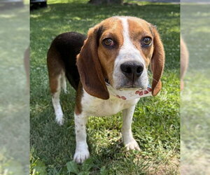 Beagle-Unknown Mix Dogs for adoption in Warrenton, VA, USA