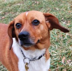 Beagi Dogs for adoption in Richmond, IN, USA