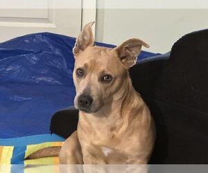 Medium Photo #2 Feist Terrier-Unknown Mix Puppy For Sale in Springdale, PA, USA