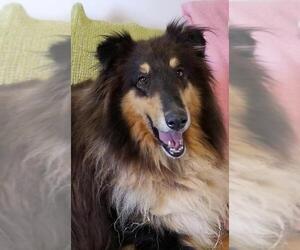 Collie Dogs for adoption in Mount Vernon, AR, USA