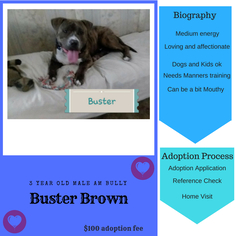 American Staffordshire Terrier Dogs for adoption in Reeds, MO, USA