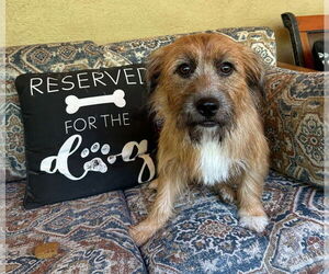 Mutt Dogs for adoption in Ellijay, GA, USA