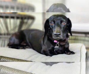 Dachshund Dogs for adoption in Fruitland, SC, USA