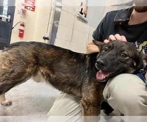German Shepherd Dog-Unknown Mix Dogs for adoption in Oklahoma City, OK, USA