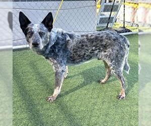 Texas Heeler Dogs for adoption in Camarillo, CA, USA