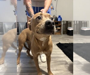 Labrador Retriever-Unknown Mix Dogs for adoption in Foristell, MO, USA