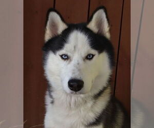 - Mix Dogs for adoption in Oakland Park, FL, USA