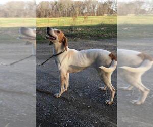 Treeing Walker Coonhound Dogs for adoption in Staley, NC, USA