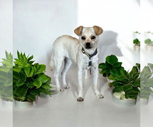Chihuahua Dogs for adoption in Menifee, CA, USA