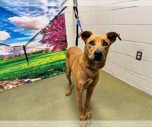 Shepradors Dogs for adoption in Moreno Valley, CA, USA