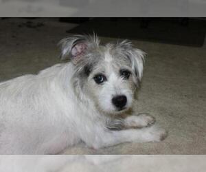 Jack Russell Terrier Dogs for adoption in Leonardtown, MD, USA