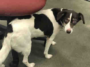 Small Parson Russell Terrier-Pointer Mix
